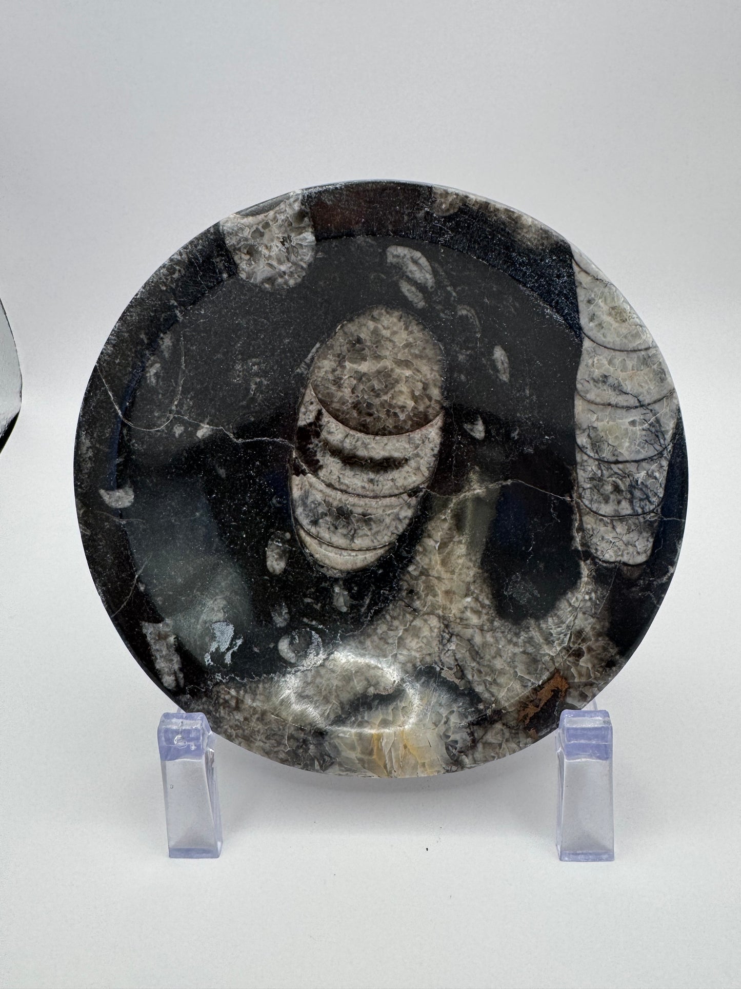 Orthoceras Polished Bowl