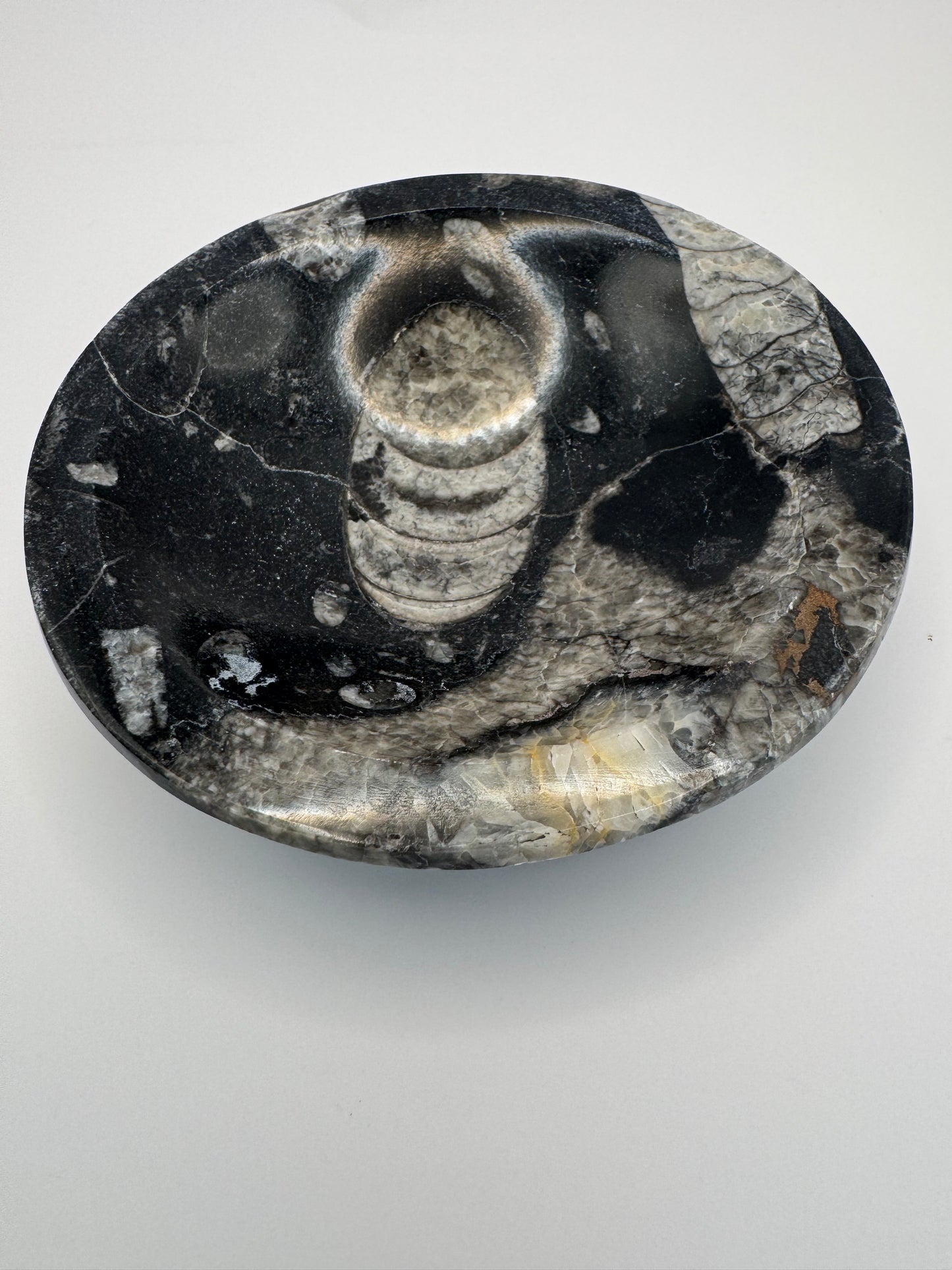 Orthoceras Polished Bowl
