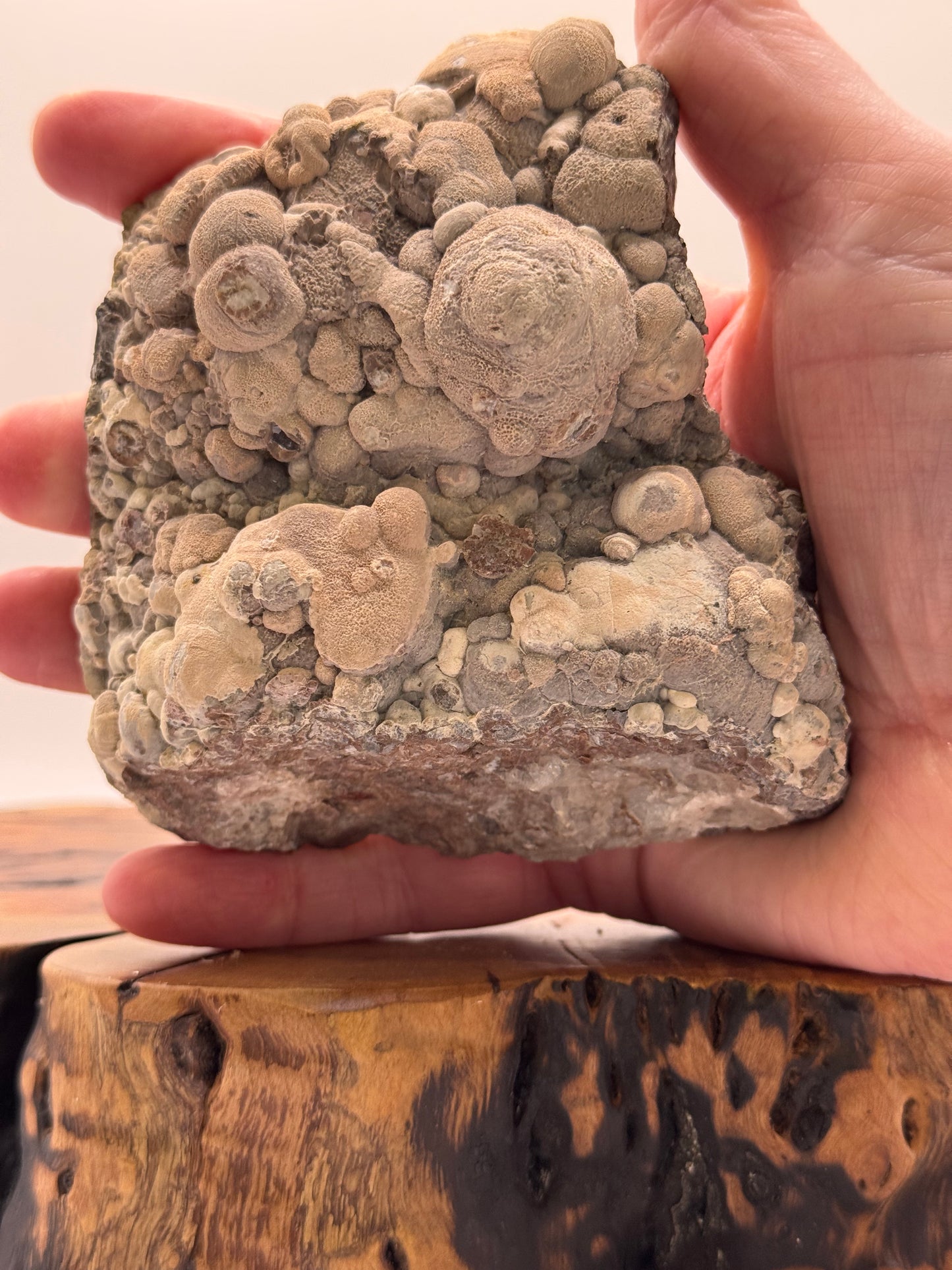 New Mexico Agate