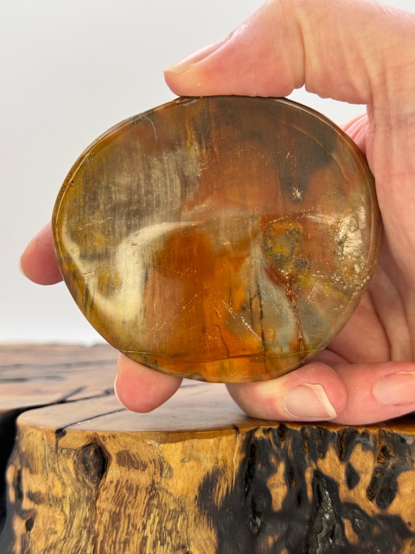 Small Petrified Wood Bowl