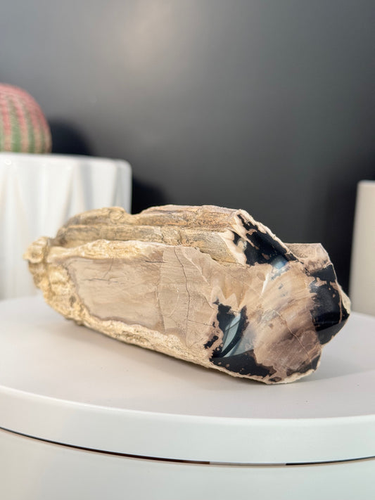 Eden Valley Petrified Wood