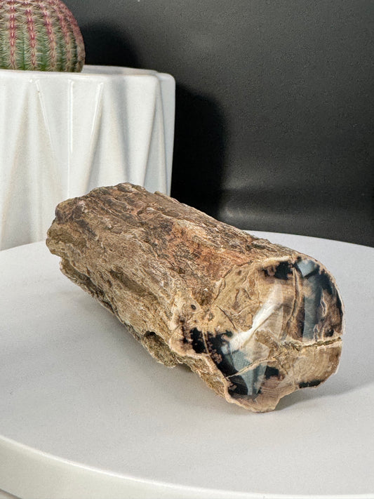 Eden Valley Petrified Wood Full Round
