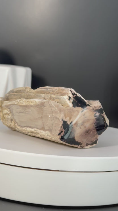 Eden Valley Petrified Wood