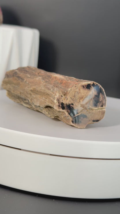Eden Valley Petrified Wood Full Round